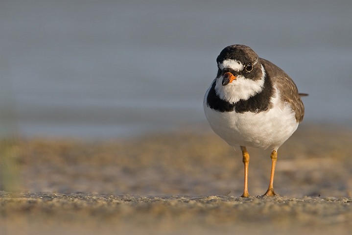 Amerikanischer Sandregenpfeifer Charadrius semipalmatus Semipalmated Plover